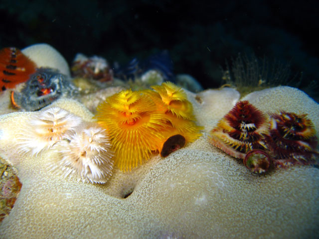 Christmas tree worm (Spirobranchus giganteus), Pulau Badas, Indonesia