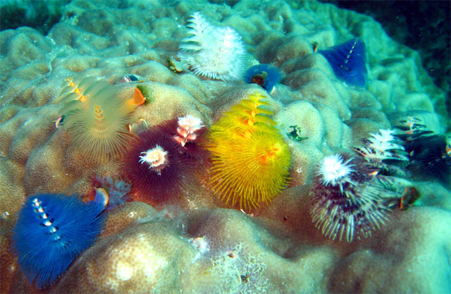 Christmas tree worm (Spirobranchus giganteus), Pulau Aur, West Malaysia