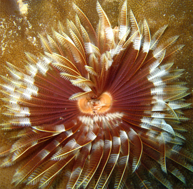 Indian tube worm (Sabellastarte indica), Pulau Aur, West Malaysia