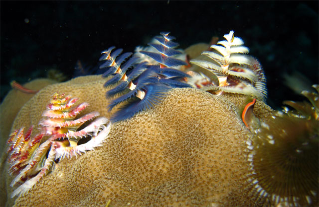 Christmas tree worm (Spirobranchus giganteus), Pulau Aur, West Malaysia