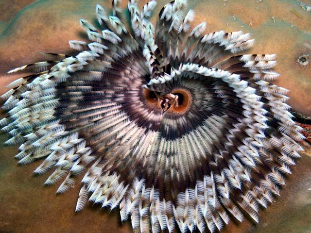 Indian tube worm (Sabellastarte indica), Pulau Aur, West Malaysia