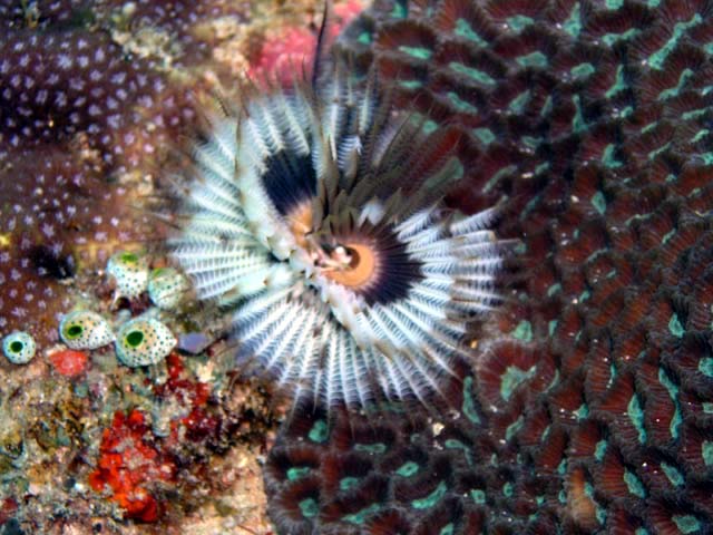 Indian tube worm (Sabellastarte indica), Pulau Aur, West Malaysia