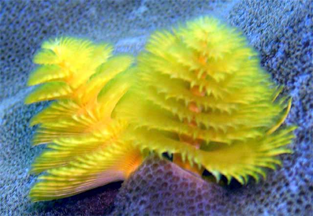 Christmas tree worm (Spirobranchus giganteus), Pulau Aur, West Malaysia