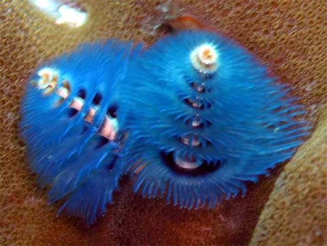 Christmas tree worm (Spirobranchus giganteus), Pulau Aur, West Malaysia