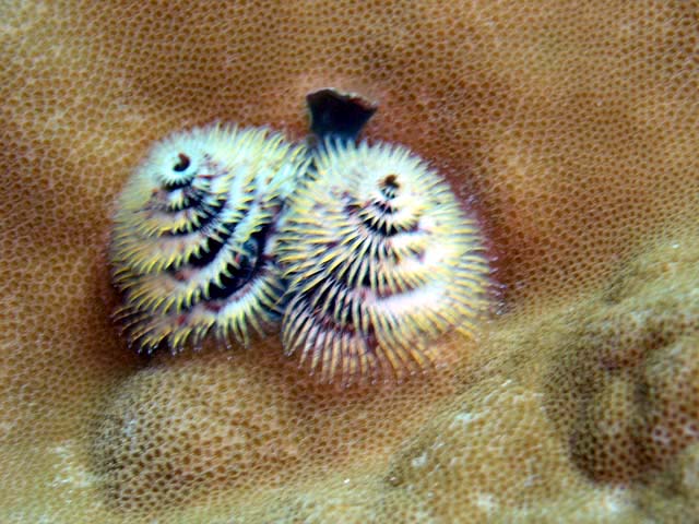 Christmas tree worm (Spirobranchus giganteus), Pulau Aur, West Malaysia