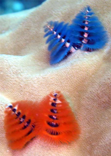 Christmas tree worm (Spirobranchus giganteus), Pulau Aur, West Malaysia