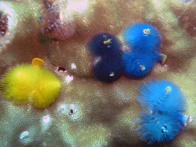 Christmas tree worm (Spirobranchus giganteus), Pulau Aur, West Malaysia