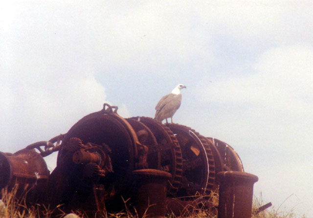 Fishing eagle sitting on WW2 wreck off Kao, Halmahera, North Maluku