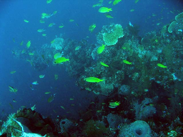 The canon on USAT Liberty, Tulamben, Bali, Indonesia