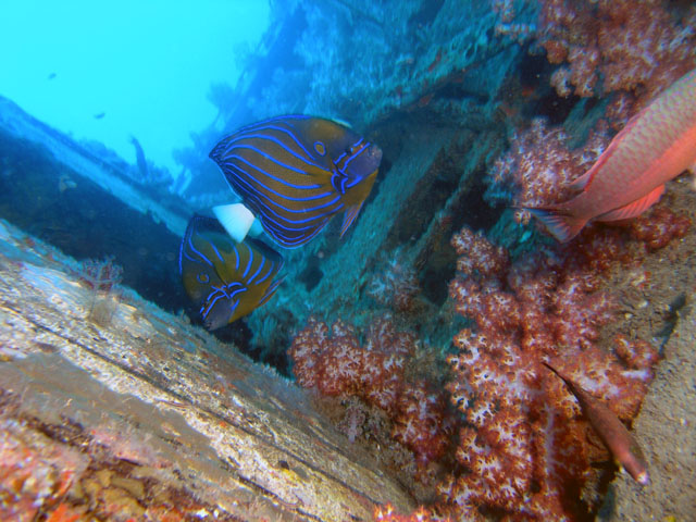 Wreck of fishingboat at Soyak, Pulau Tioman, West Malaysia