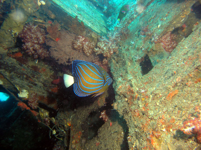 Wreck of fishingboat at Soyak, Pulau Tioman, West Malaysia