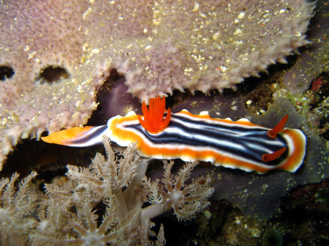 Anders Poulsen's Dive Page - Underwater Pictures - Chromodorididae ...